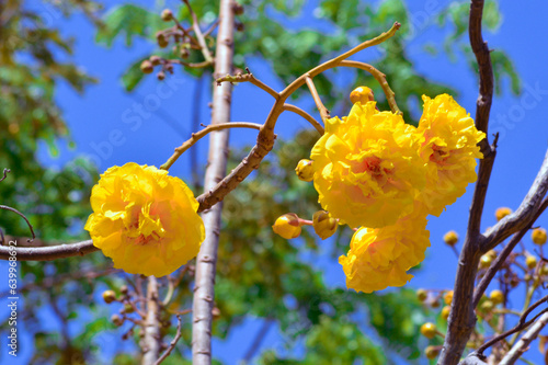 Close Up Low Angle View Yellow Blooming Flowers Hanging From The Branches Of Buttercup Tree Against Blue Sky photo