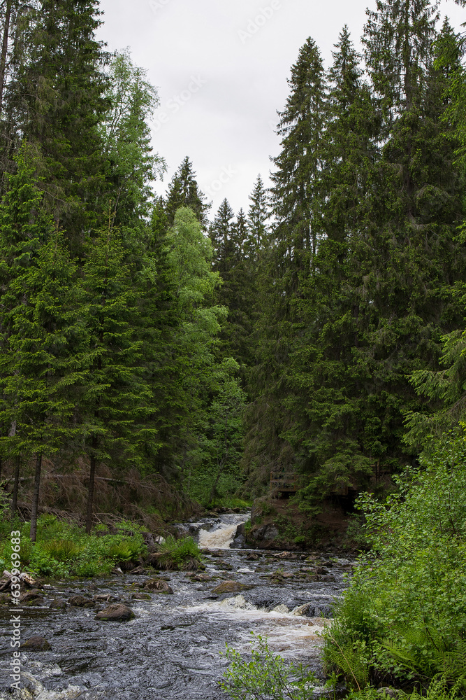 A mountain stream flows rapidly through a forest of conifer trees. A mountain stream flows rapidly through a forest of conifer trees.