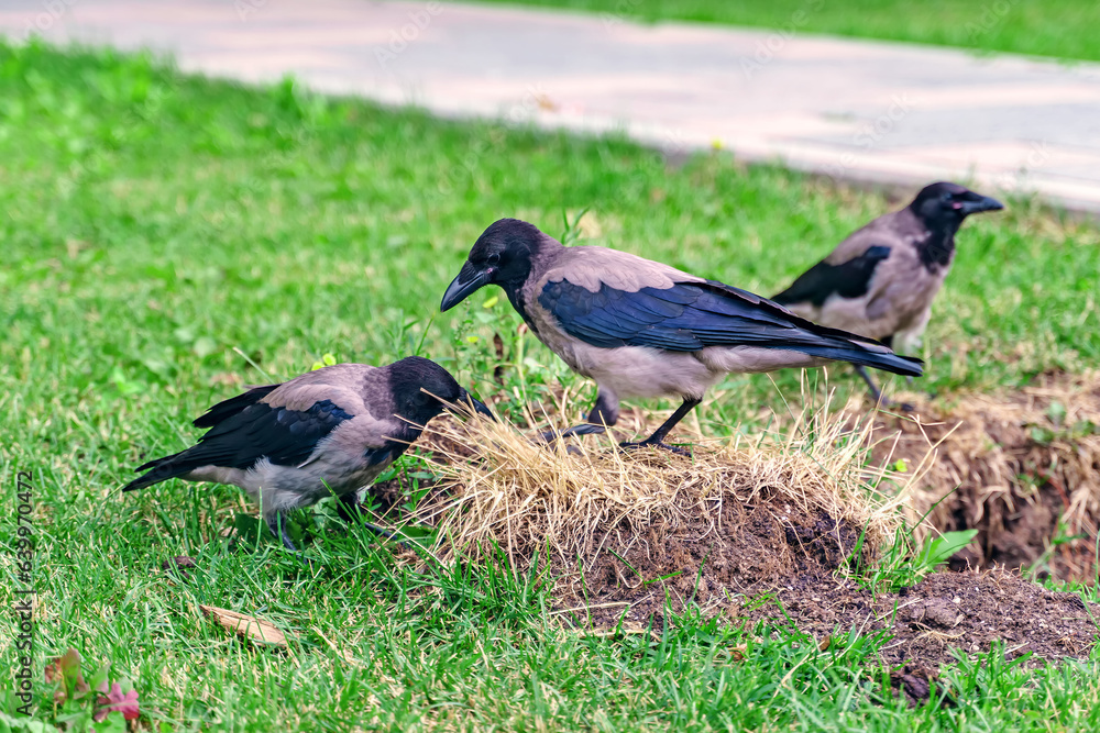Fototapeta premium Three city crows looking for food on the lawn