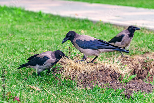 Three city crows looking for food on the lawn