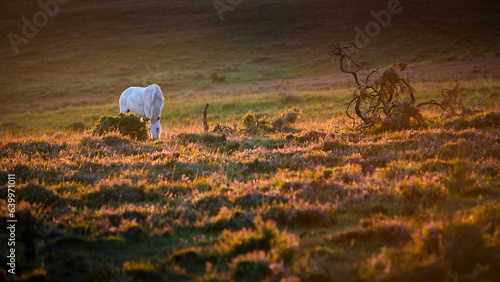 Grazing Pony at sunset