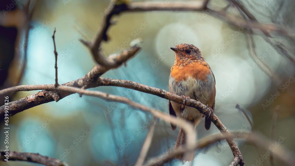 robin perched on a branch robin perched on a branch