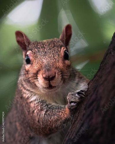 squirrel on a tree, close-up
