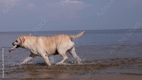 Fawn labrador swimming in the river. Running on water with splashes. Labrador bitch runs after a stick and looks for her in the water. The river in which the dog bathes. 
