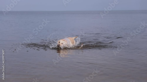 Fawn labrador swimming in the river. Running on water with splashes. Labrador bitch runs after a stick and looks for her in the water. The river in which the dog bathes. 
