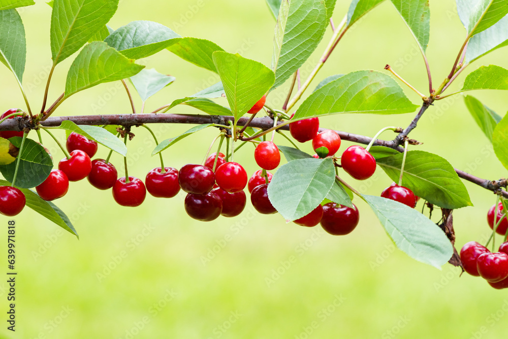 Branch of ripe, sweet cherries on a tree in garden. Blurred background.