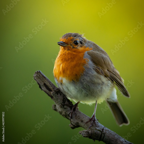 robin on a branch, green background © Iestyn