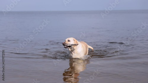 Fawn labrador swimming in the river. Running on water with splashes. Labrador bitch runs after a stick and looks for her in the water. The river in which the dog bathes. 

