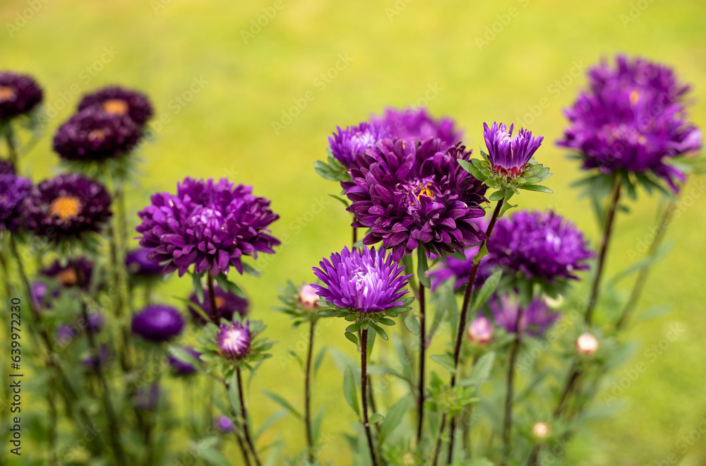 asters flowers in the garden in summer