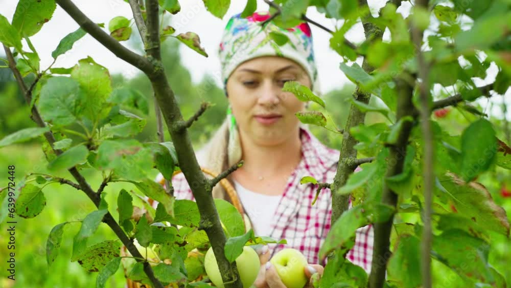 Close-up of a woman plucking an apple from a tree in the garden. Season of fruit harvesting in agro farm gardens. High quality 4k footage Close-up of a woman plucking an apple from a tree in the garden. Season of fruit harvesting in agro farm gardens. High quality 4k footage