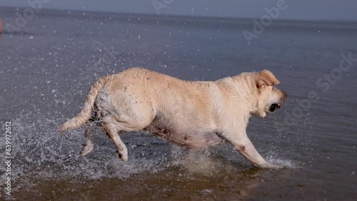 Fawn labrador swimming in the river. Running on water with splashes. Labrador bitch runs after a stick and looks for her in the water. The river in which the dog bathes. 
