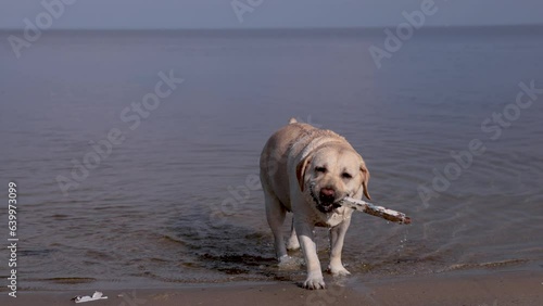Fawn labrador swimming in the river. Running on water with splashes. Labrador bitch runs after a stick and looks for her in the water. The river in which the dog bathes. 
