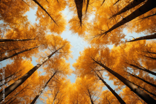 Yellow tops of trees leaving in perspective