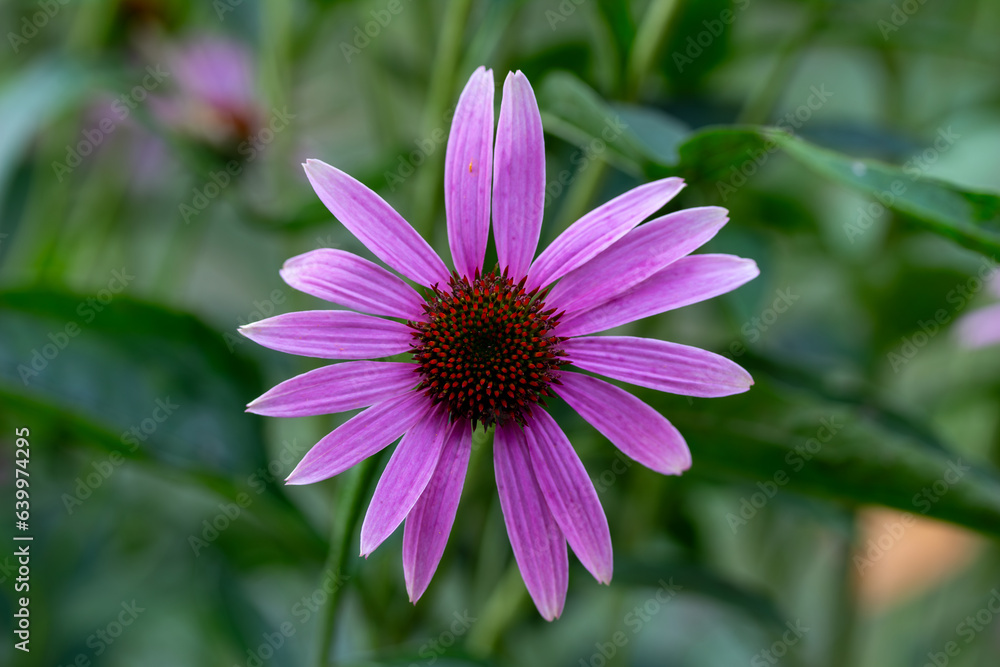 Close up view of a solitary pink color purple coneflower (echinacea purpurea) in a sunny yard with defocused background Close up view of a solitary pink color purple coneflower (echinacea purpurea) in a sunny yard with defocused background