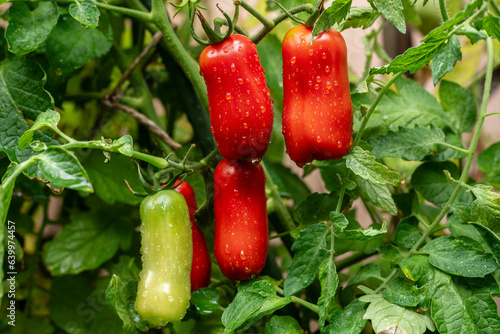 Red and green tomatoes on plant, water drops. San marzano, italian tomato.