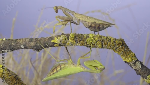 Slow moyion, Two large female Transcaucasian tree praying mantis (Hierodula transcaucasica) sitting on same tree branch, one on the branch above, other below it, first jumps off branch and flies away photo