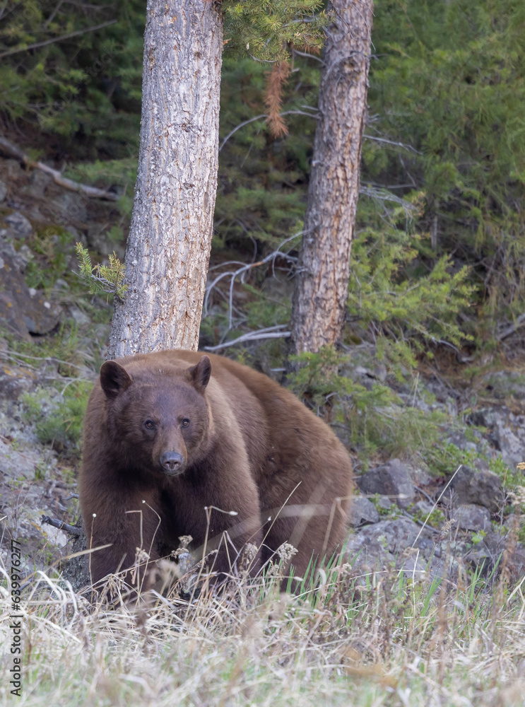 Black Bear in Yellowstone in Springtime