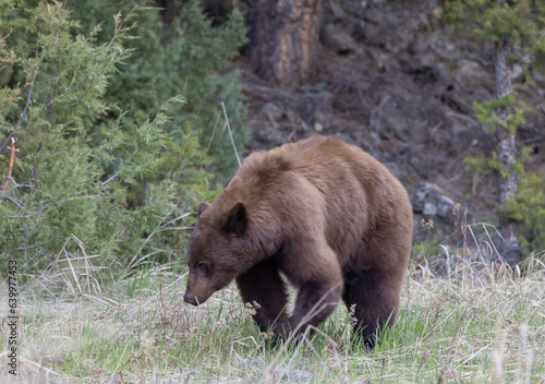 Black Bear in Yellowstone in Springtime