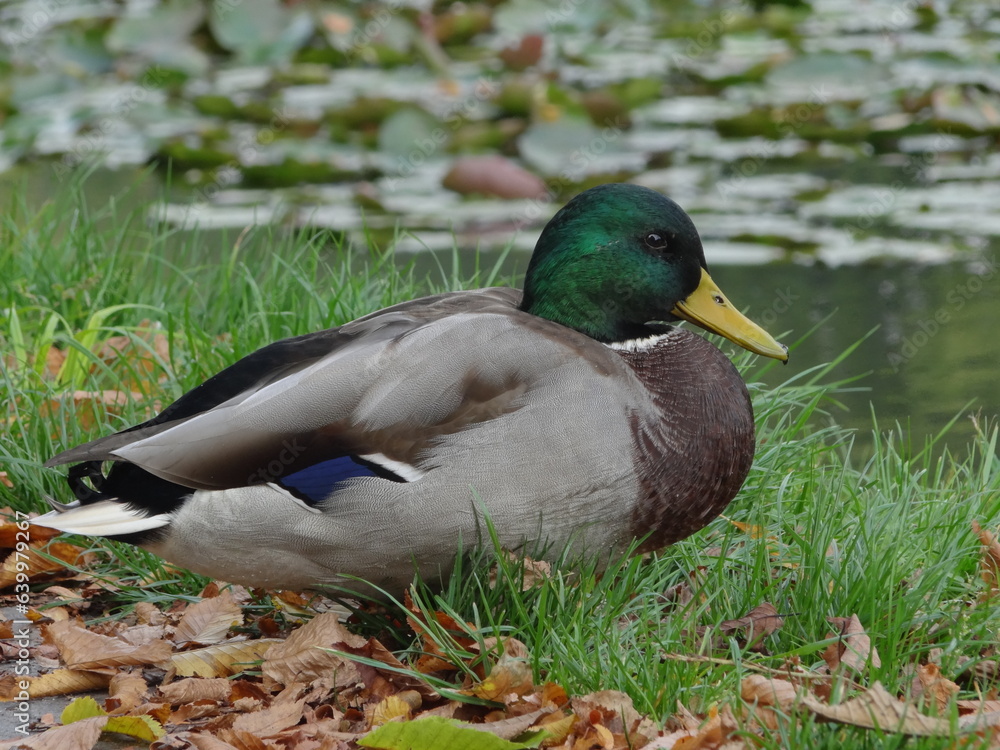 Obraz premium duck on a pond