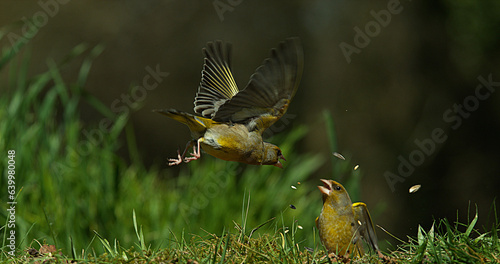 European Greenfinch, carduelis chloris, Adult in Flight, Fighting, Normandy in France © slowmotiongli