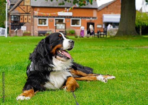 Bernese Mountain Dog taking a break in the village park in England 