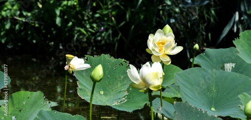 Yellow water lily pads and blooming flowers along the river bank