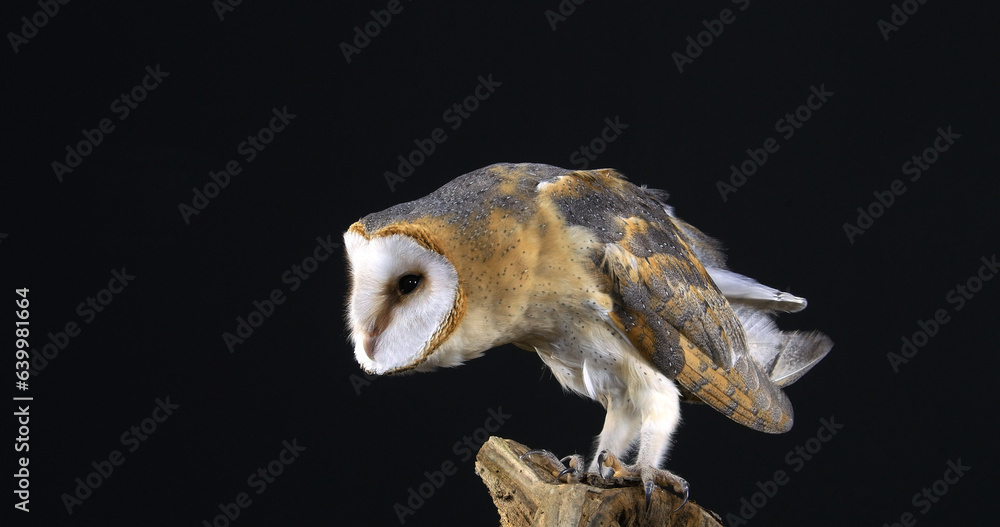 Obraz premium Barn Owl, tyto alba, Adult against Black Background, Normandy in France