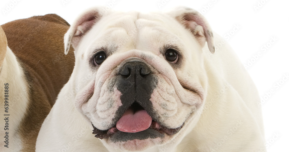 English Bulldog, Female against White Background