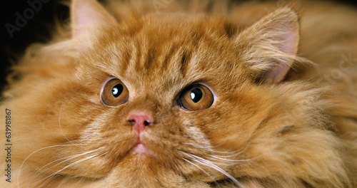 Red Persian Domestic Cat