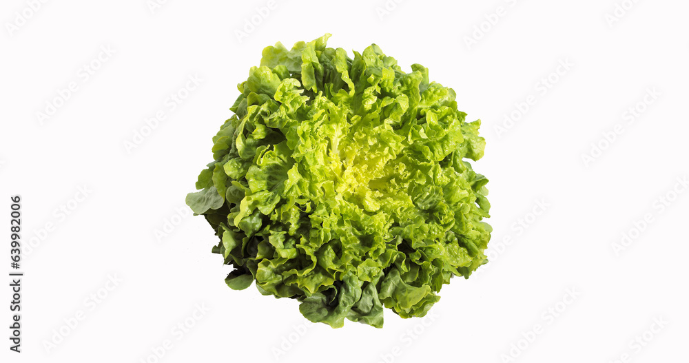 Fototapeta premium French Saled called Corne de Cerf, lactuca sativa