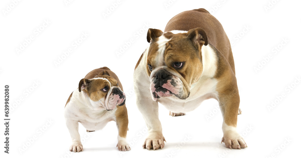 English Bulldog, Female against White Background English Bulldog, Female against White Background