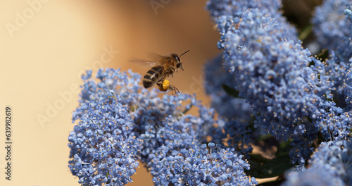 Fotografie Honey Bee, apis mellifera, Adult in Flight, Flying to Flower with Pollen Baskets