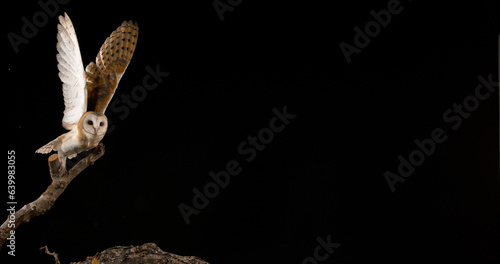 Barn Owl, tyto alba, Adult in flight, Normandy