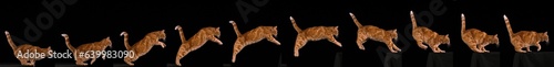 Red Tabby Domestic Cat, Adult Leaping against Black Background