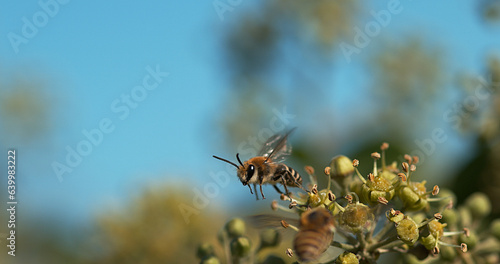 European Honey Bee, apis mellifera, Adult in Flight above Ivy, hedera helix, Normandy © slowmotiongli