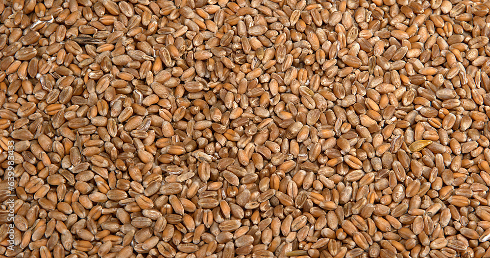 Wheat, triticum sp Wheat, triticum sp