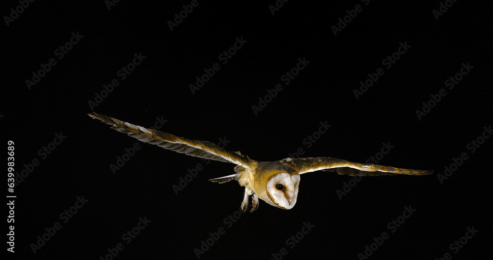 Obraz premium Barn Owl, tyto alba, Adult in flight, Normandy