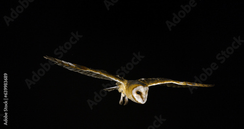 Barn Owl, tyto alba, Adult in flight, Normandy