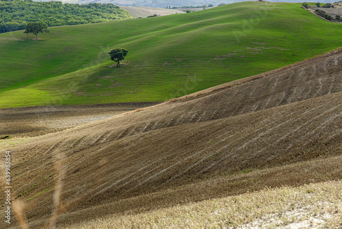 Tree in the field