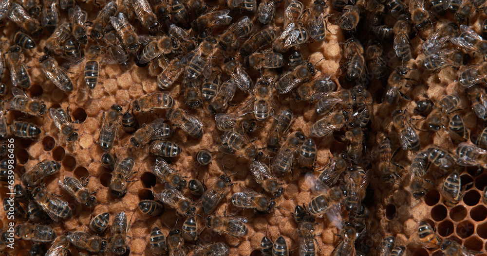 |European Honey Bee, apis mellifera, Black Bees on a wild Ray, Brood, Bee Hive in Normandy |European Honey Bee, apis mellifera, Black Bees on a wild Ray, Brood, Bee Hive in Normandy