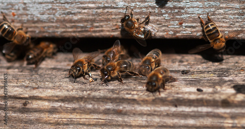 European Honey Bee, apis mellifera, Bees standing at the Entrance of The Hive, Bees doing Ventilation, Bee Hive in Normandy,