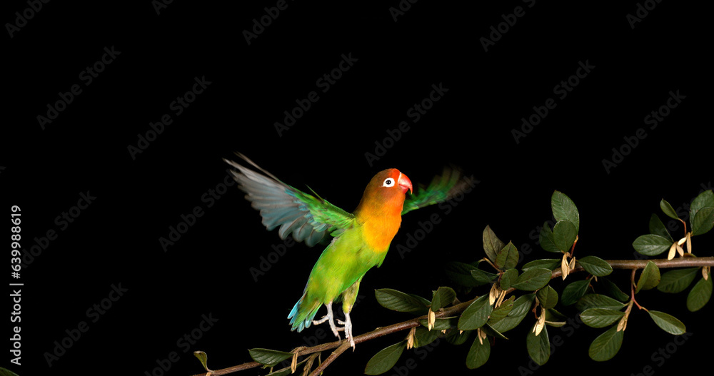 Fischer's Lovebird, agapornis fischeri, Adult standing on Branch, taking off, in flight Fischer's Lovebird, agapornis fischeri, Adult standing on Branch, taking off, in flight