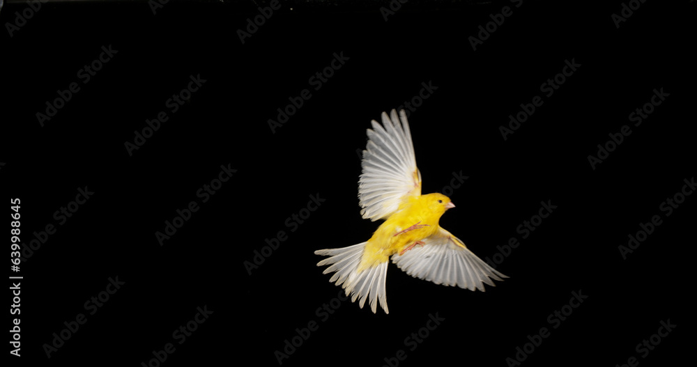 Yellow Canary, serinus canaria, Adult in flight against Black Background