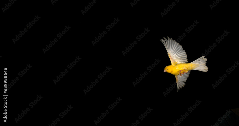 Yellow Canary, serinus canaria, Adult in flight against Black Background