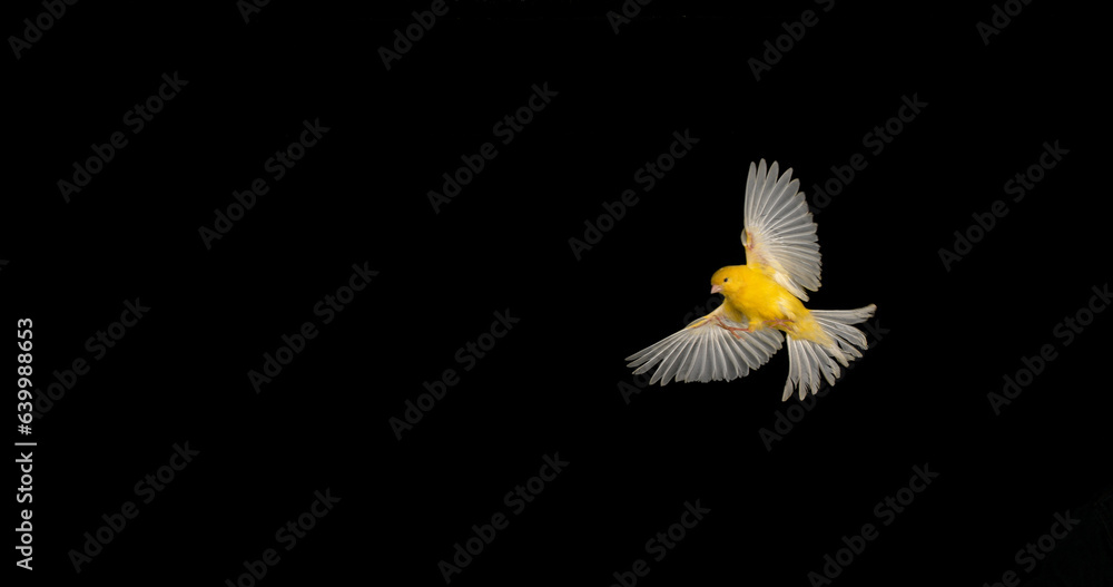 Yellow Canary, serinus canaria, Adult in flight against Black Background