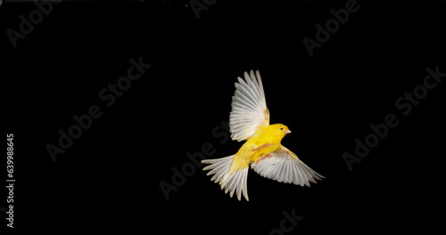 Obraz na płótnie Yellow Canary, serinus canaria, Adult in flight against Black Background w salonie