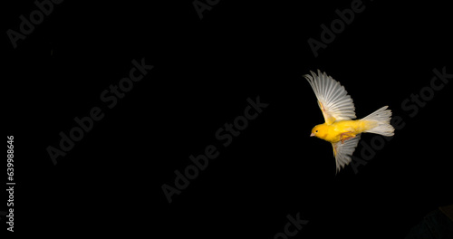 Obraz na płótnie Yellow Canary, serinus canaria, Adult in flight against Black Background w salonie