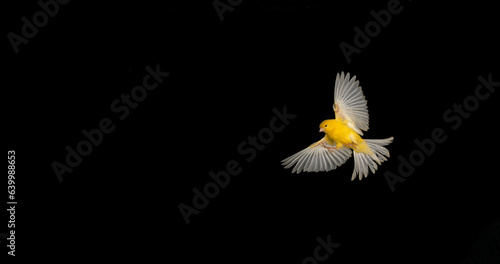 Obraz na płótnie Yellow Canary, serinus canaria, Adult in flight against Black Background w salonie
