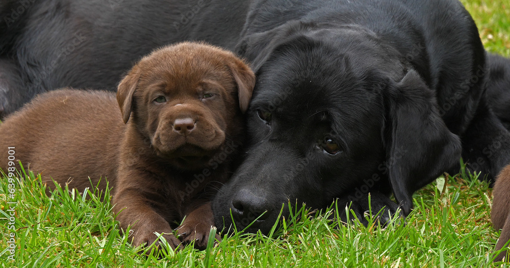 Black Labrador Retriever Bitch and Black and Brown Puppies on the Lawn, Normandy Black Labrador Retriever Bitch and Black and Brown Puppies on the Lawn, Normandy
