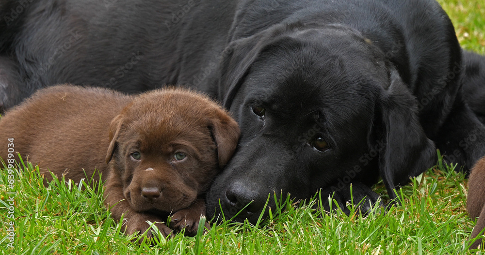 Black Labrador Retriever Bitch and Black and Brown Puppies on the Lawn, Normandy Black Labrador Retriever Bitch and Black and Brown Puppies on the Lawn, Normandy